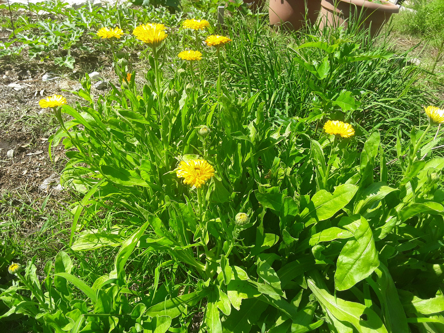 Calendula Golden Emperor