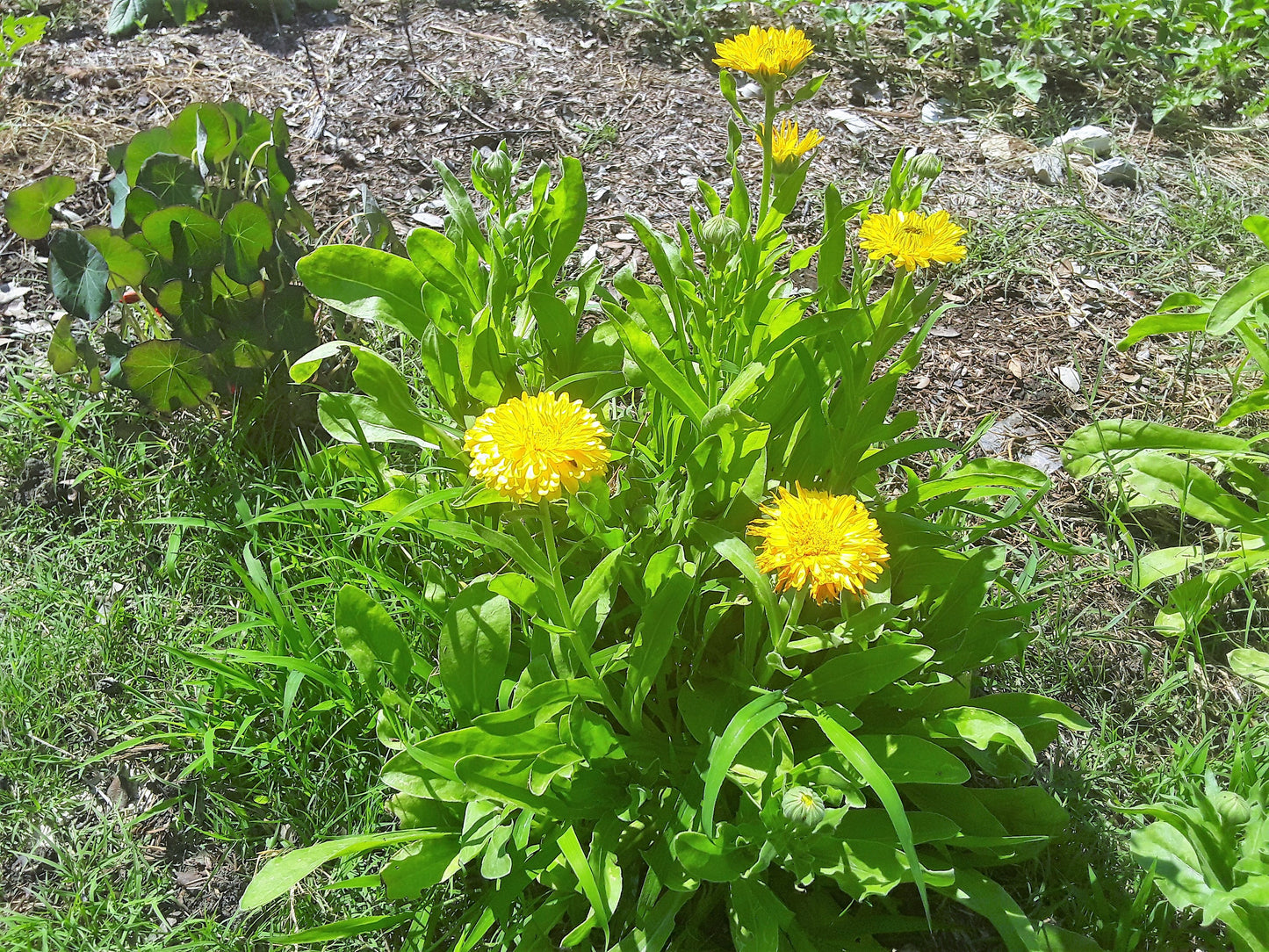 Calendula Golden Emperor