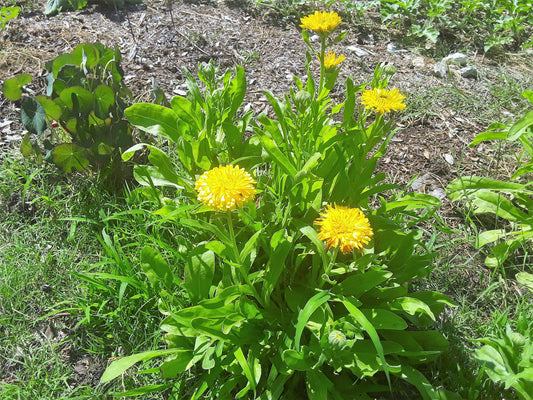 Calendula Golden Emperor