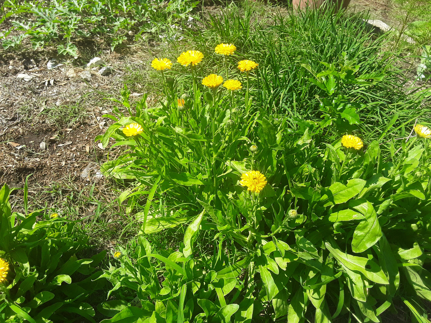Calendula Golden Emperor