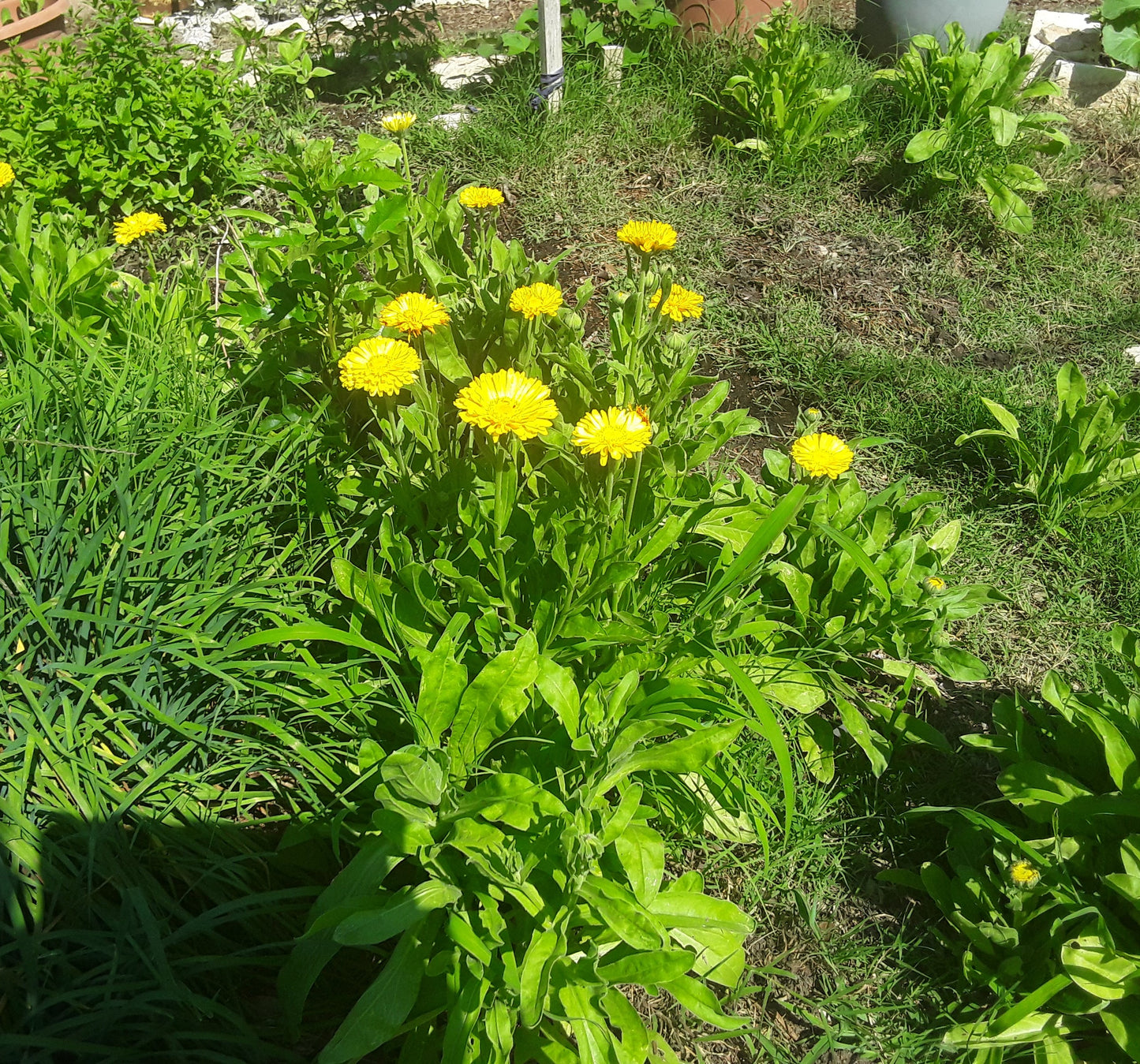 Calendula Golden Emperor