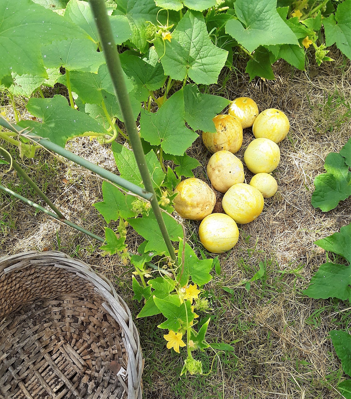 Cucumber, Heirloom Lemon Cucumber Seeds