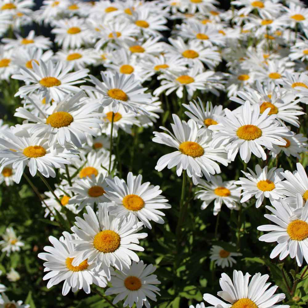 Daisy, Shasta Daisy Seeds