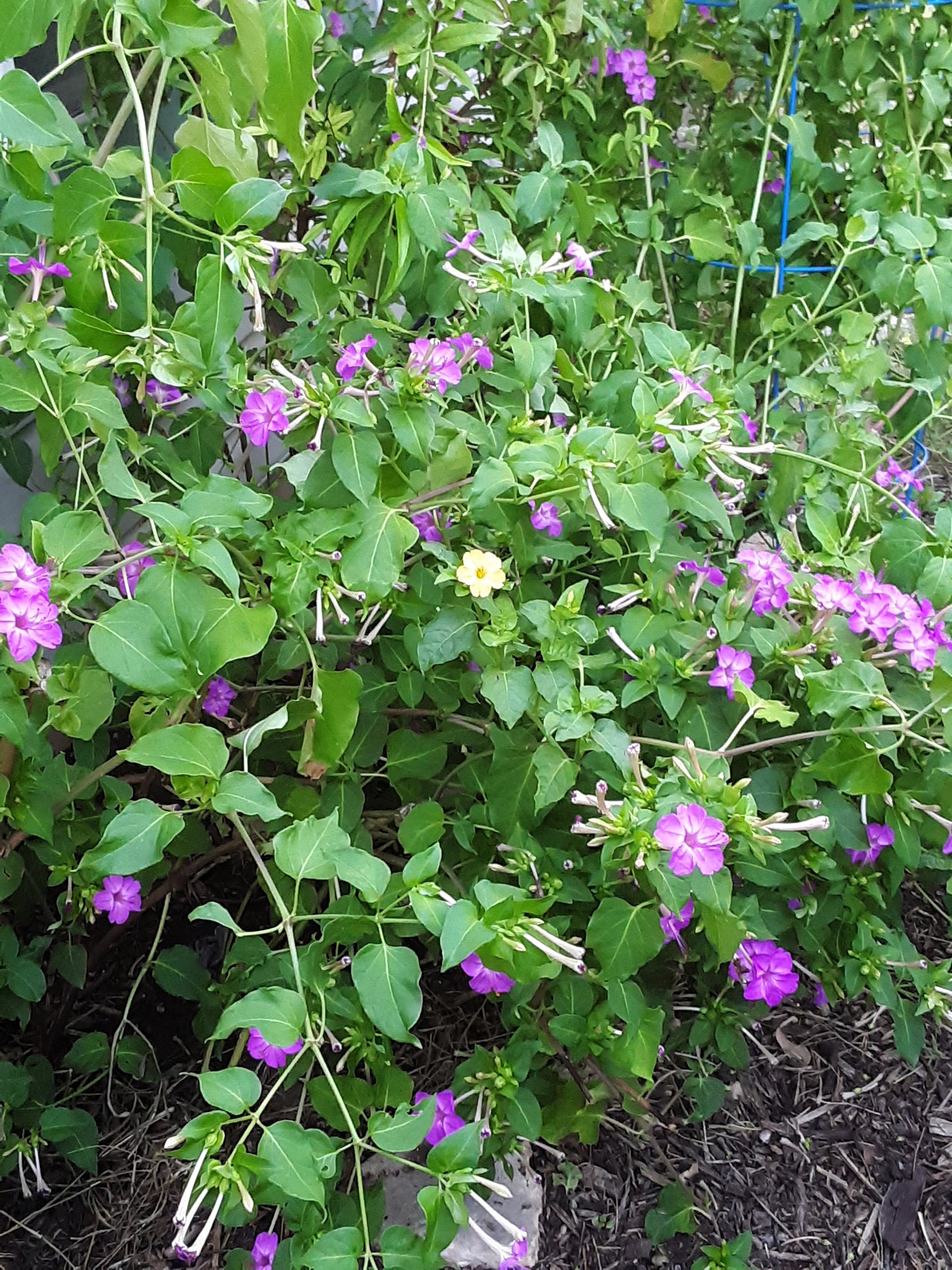 Four O Clock Fuchsia Flower Seeds