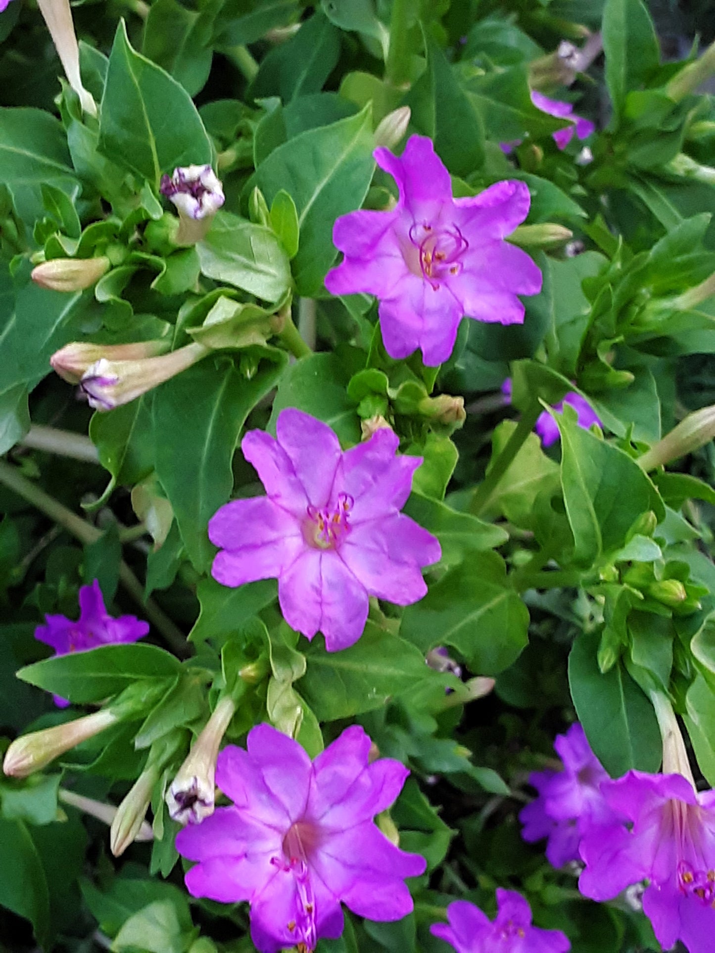 Four O Clock Fuchsia Flower Seeds