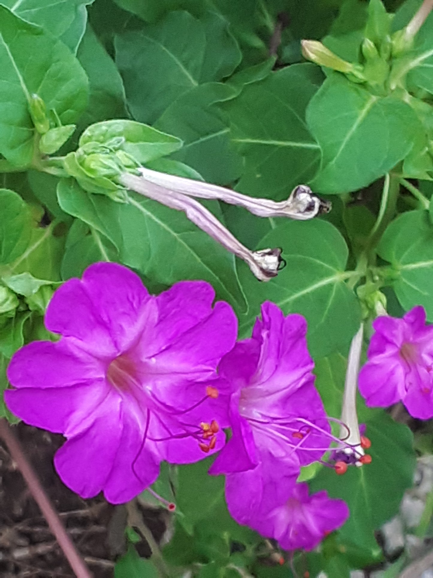 Four O Clock Fuchsia Flower Seeds