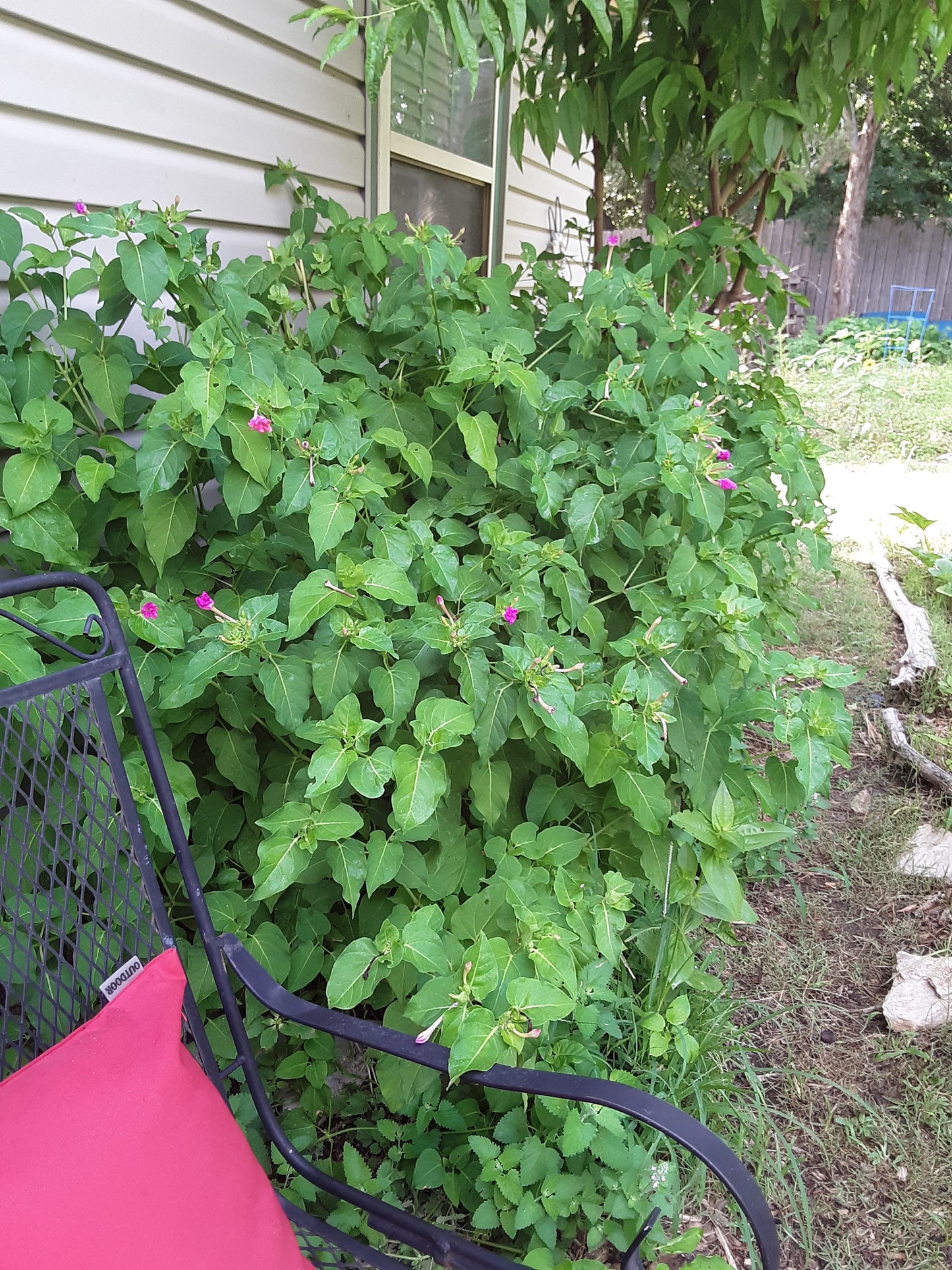 Four O Clock Fuchsia Flower Seeds