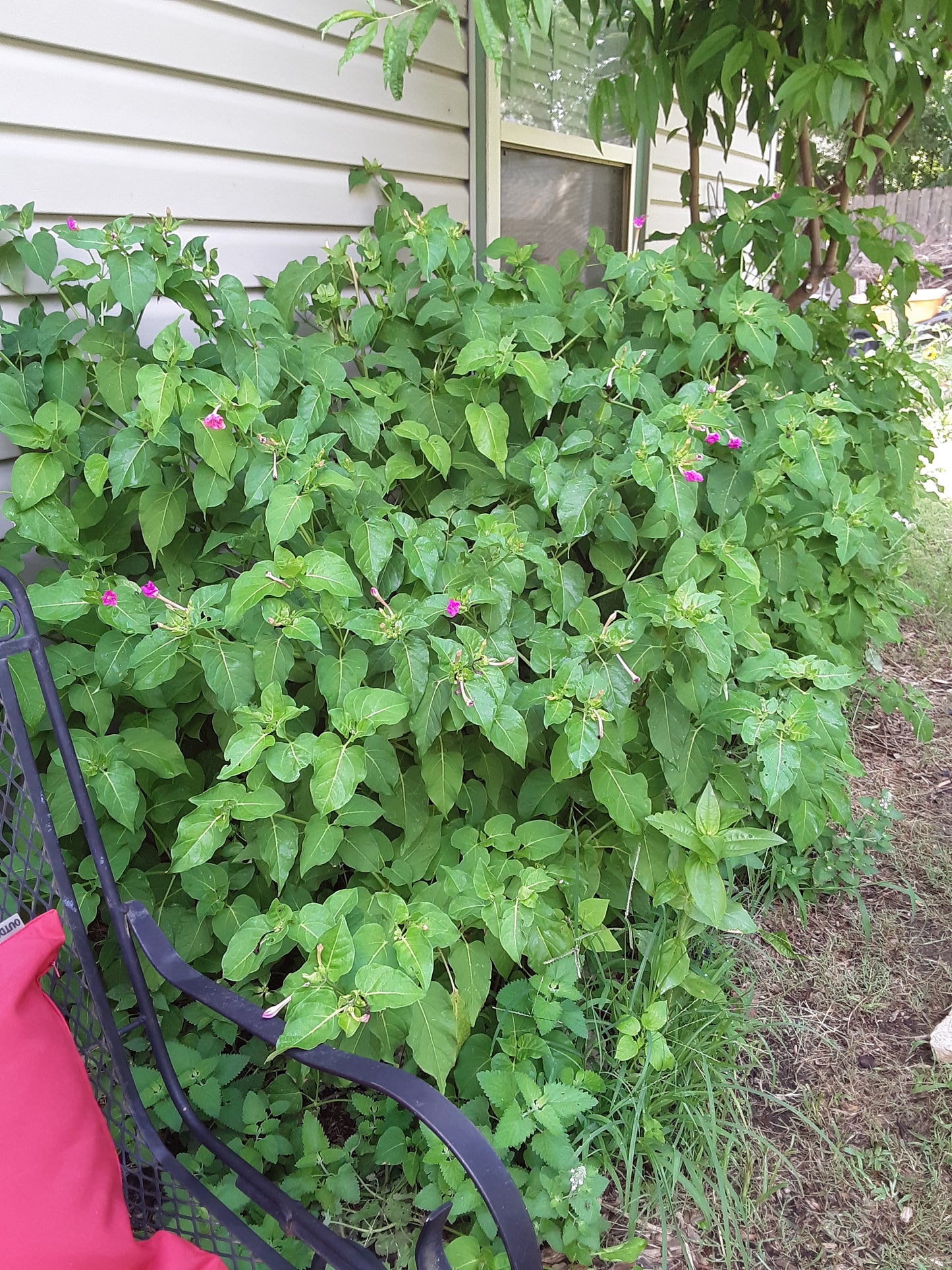 Four O Clock Fuchsia Flower Seeds