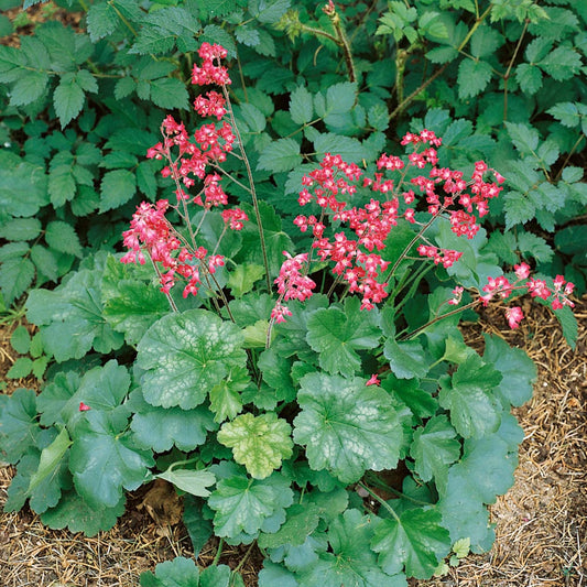 Heuchera Firefly Coral Bells Seeds
