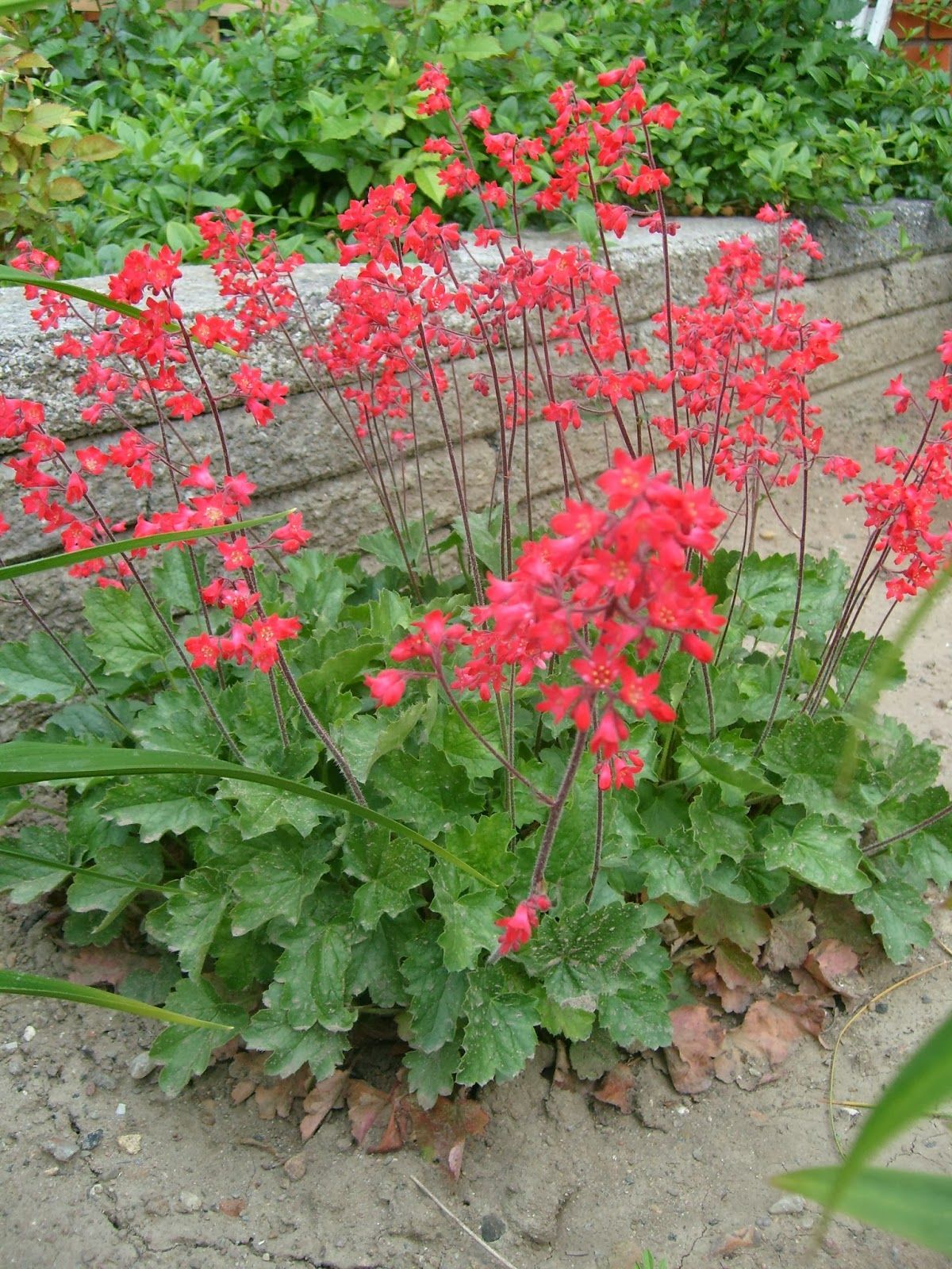 Heuchera Firefly Coral Bells Seeds