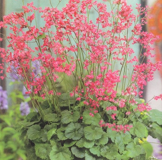 Heuchera Firefly Coral Bells Seeds