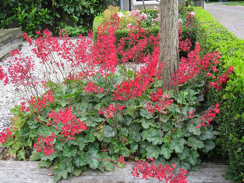 Heuchera Firefly Coral Bells Seeds