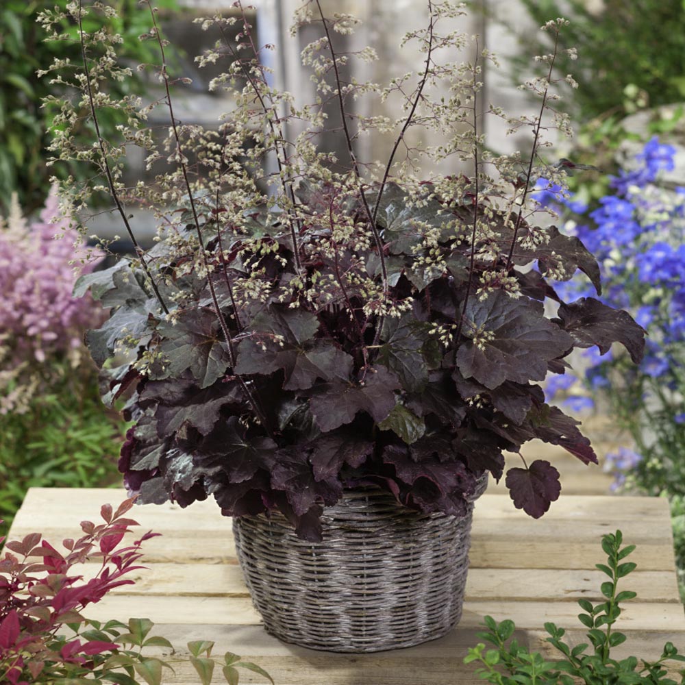 Heuchera Palace Purple Coral Bells Seeds