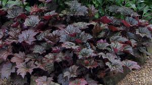 Heuchera Palace Purple Coral Bells Seeds