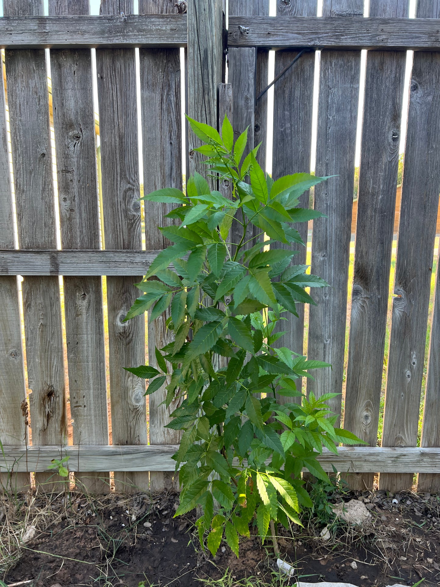 Tecoma Stans, Yellow Trumpet Bush