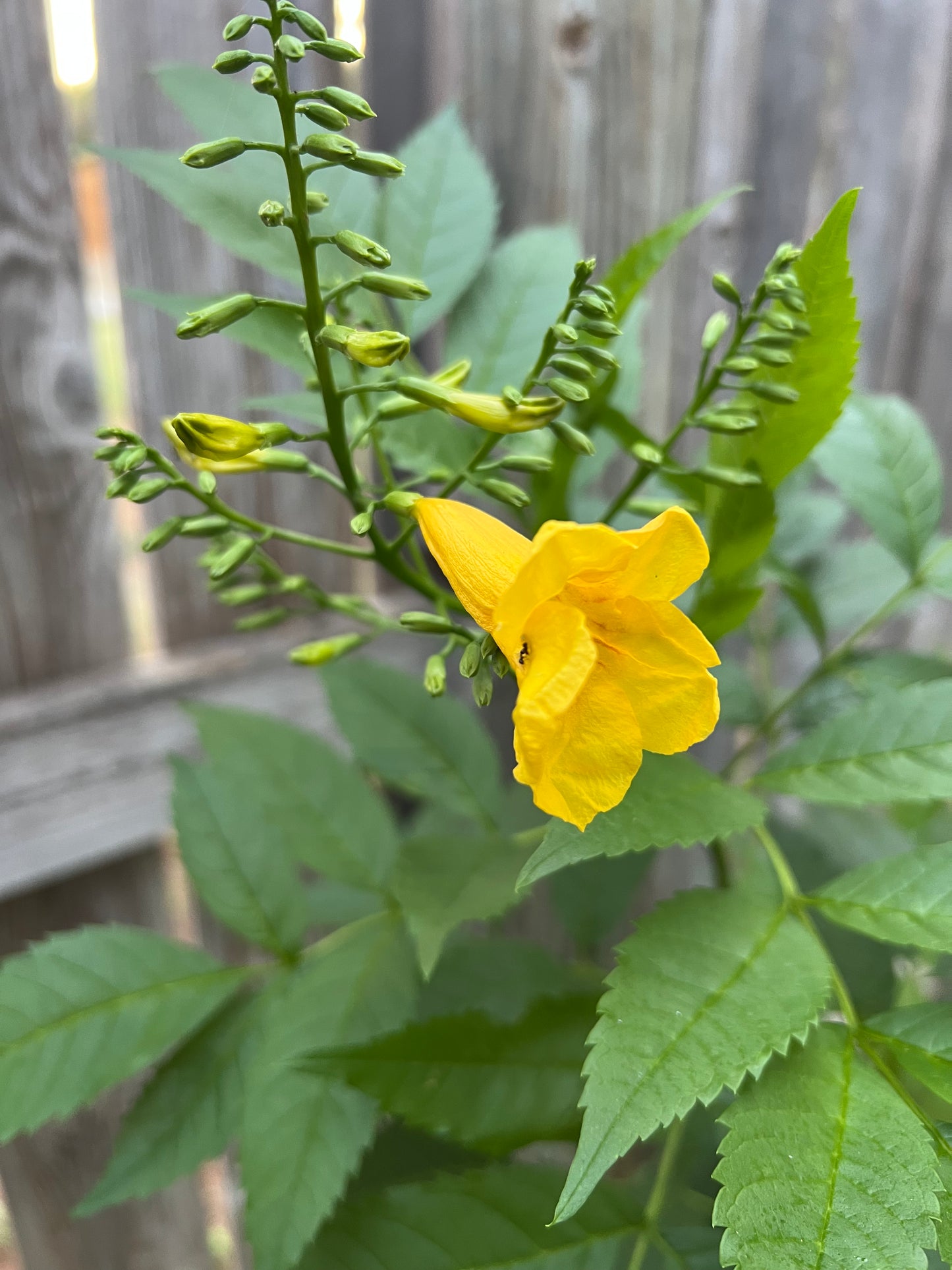 Tecoma Stans, Yellow Trumpet Bush