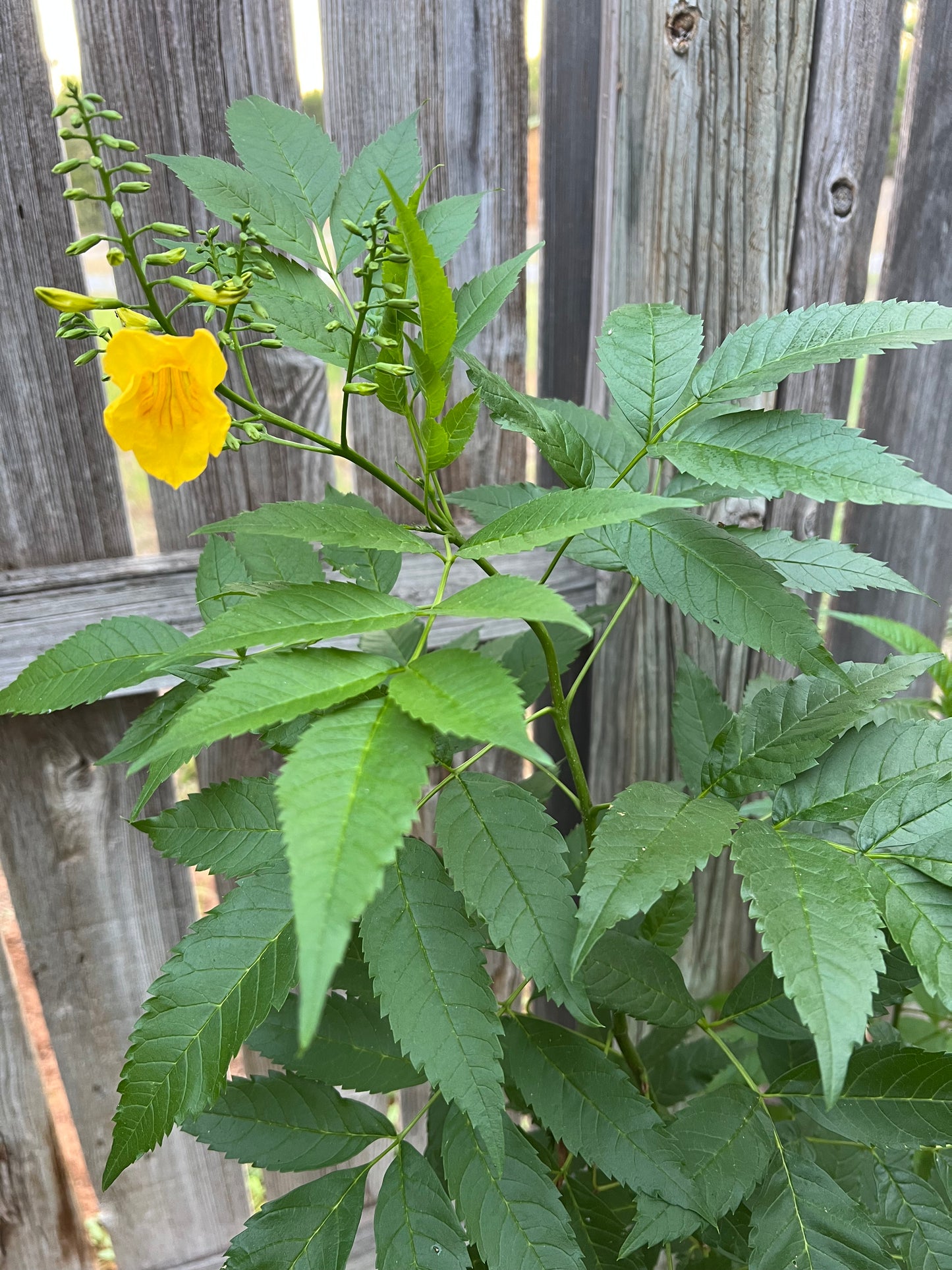 Tecoma Stans, Yellow Trumpet Bush