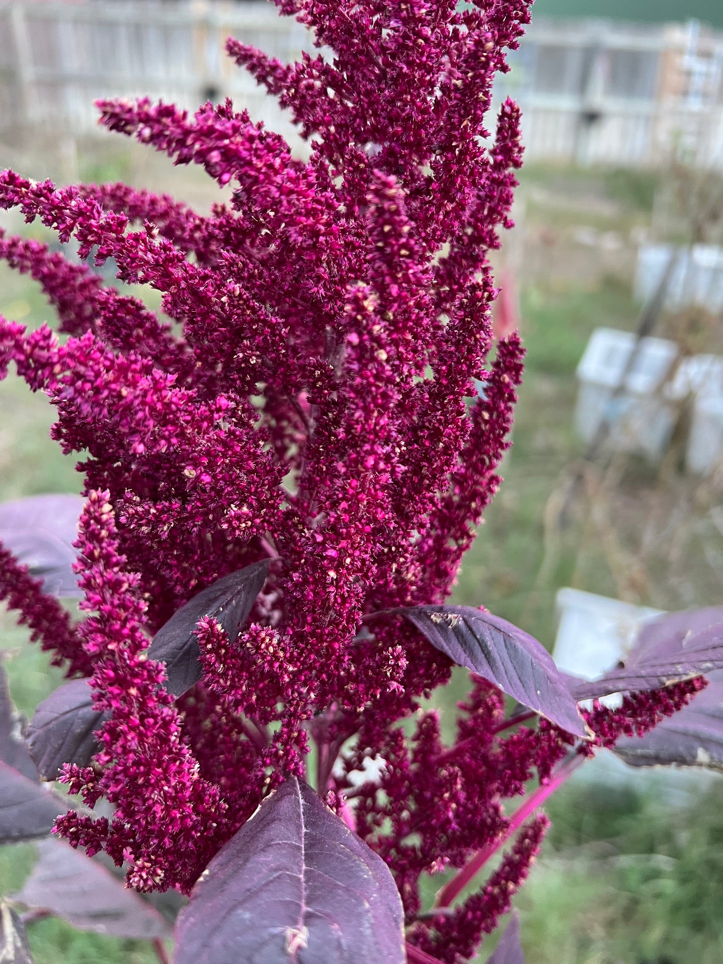Amaranth Red Garnet Seeds (herb)