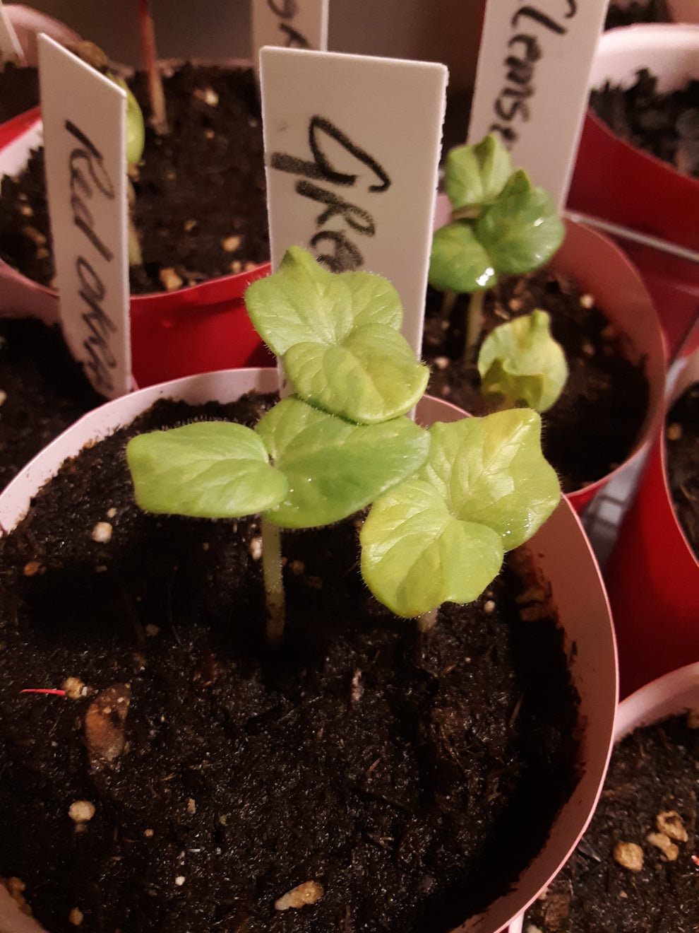 Okra Seeds, Bowling Red Okra