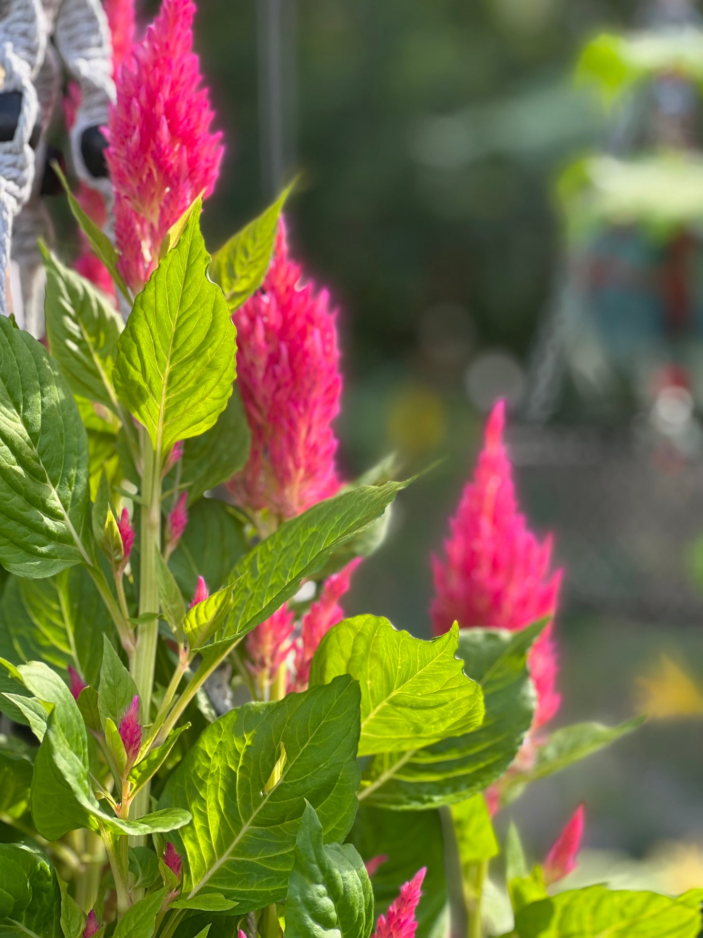 Celosia Seeds, Pink Blooms