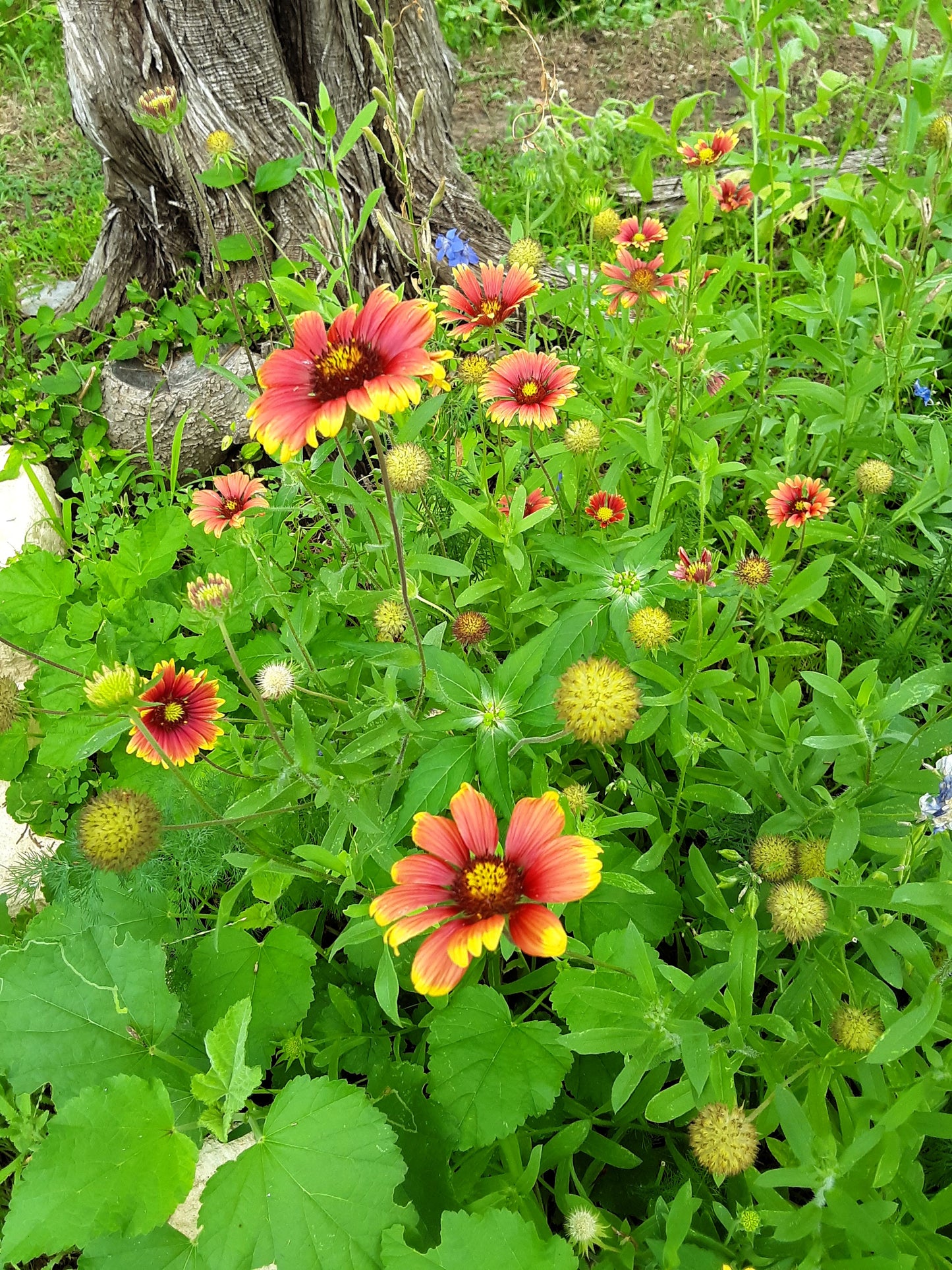 Indian Blanket Flower Seeds