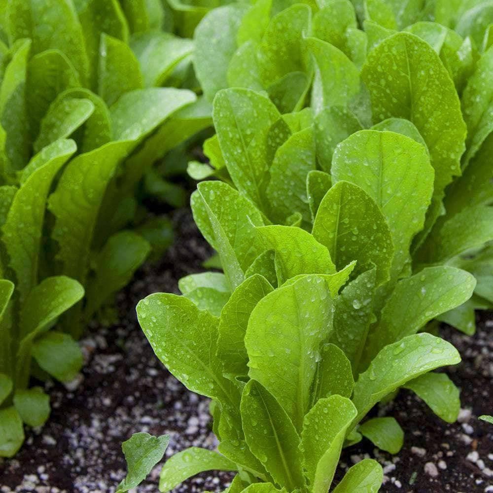 Lettuce, Parris Island Romaine Lettuce
