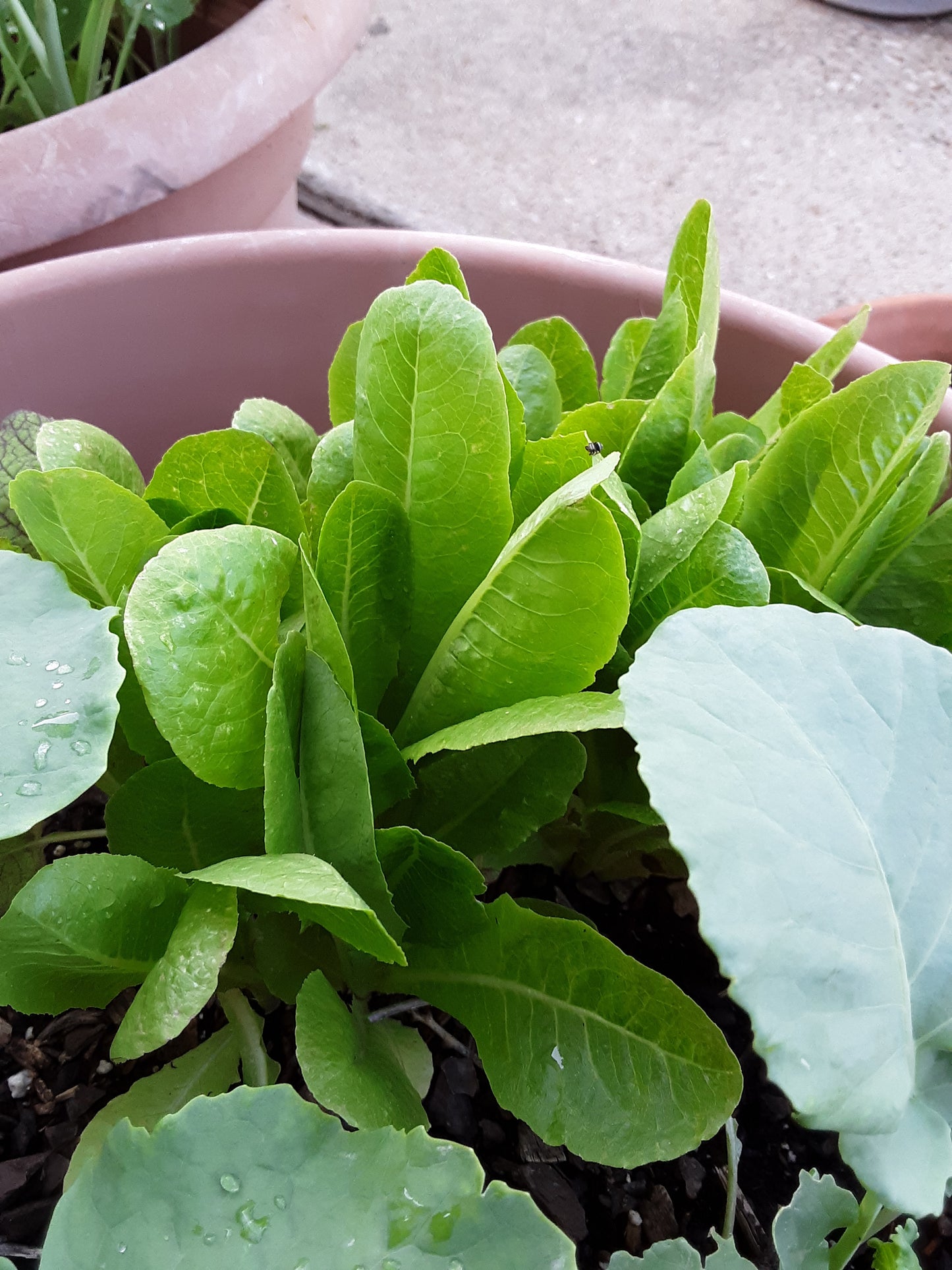 Lettuce, Parris Island Romaine Lettuce