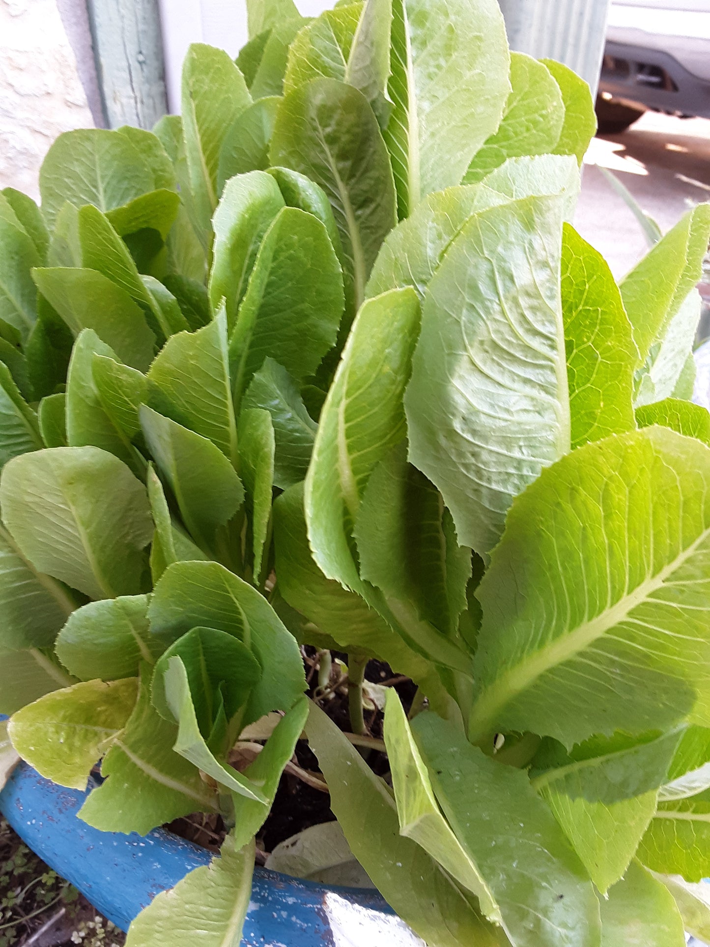 Lettuce, Parris Island Romaine Lettuce