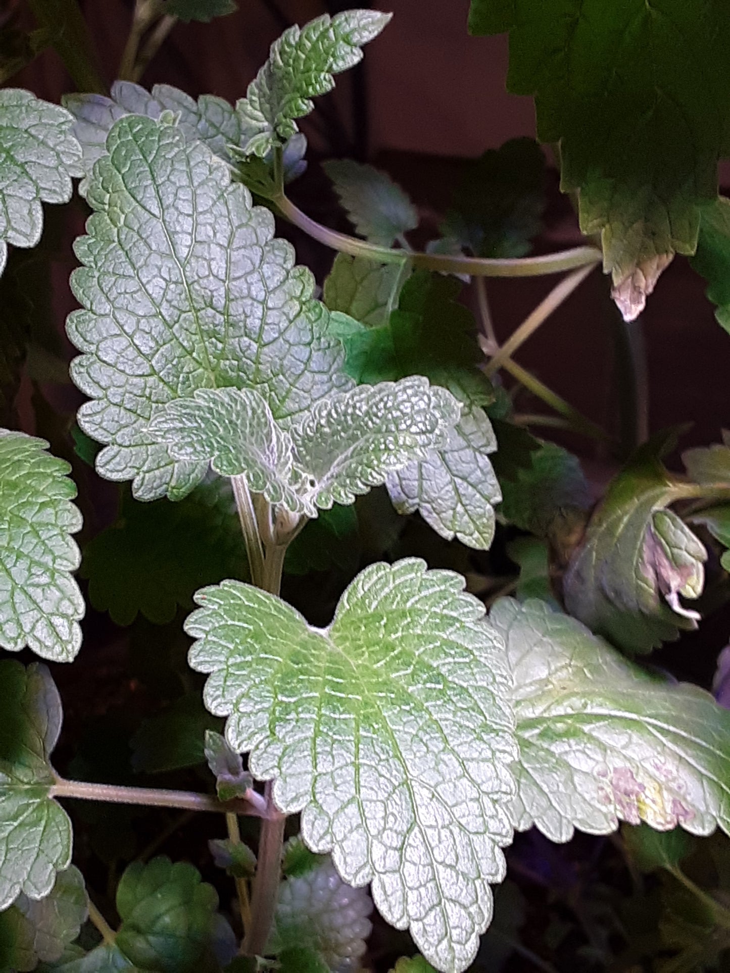 Mint Herb, Chocolate Mint Herb Seeds