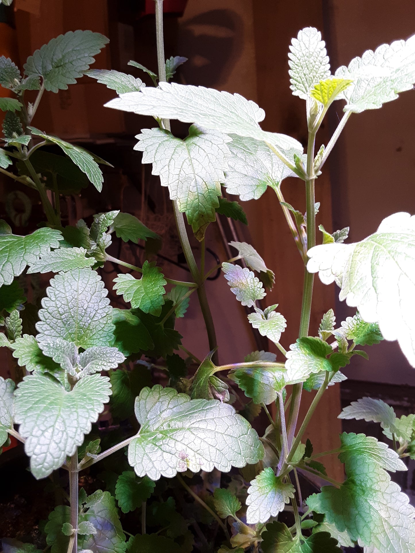 Mint Herb, Chocolate Mint Herb Seeds
