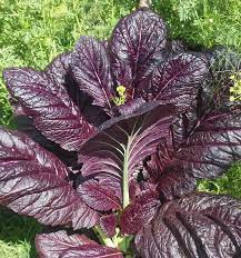 Mustard Greens, Red Giant Mustard Green Seeds
