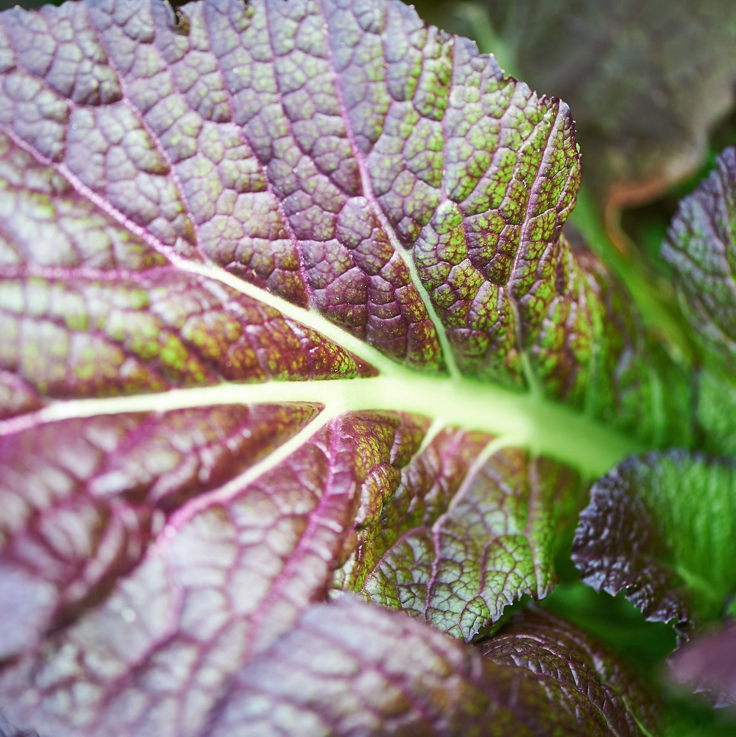 Mustard Greens, Red Giant Mustard Green Seeds