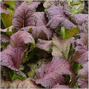 Mustard Greens, Red Giant Mustard Green Seeds