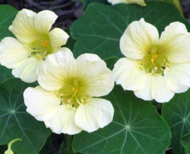 Nasturtium, Climbing Moonlight Seeds