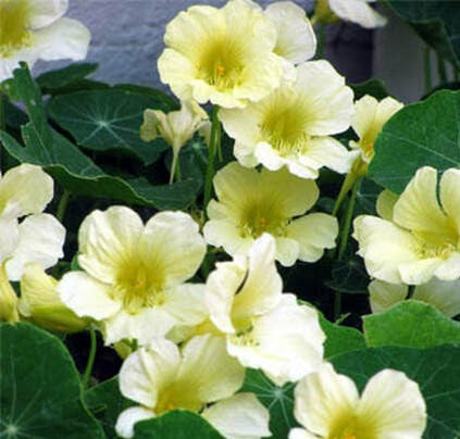 Nasturtium, Climbing Moonlight Seeds