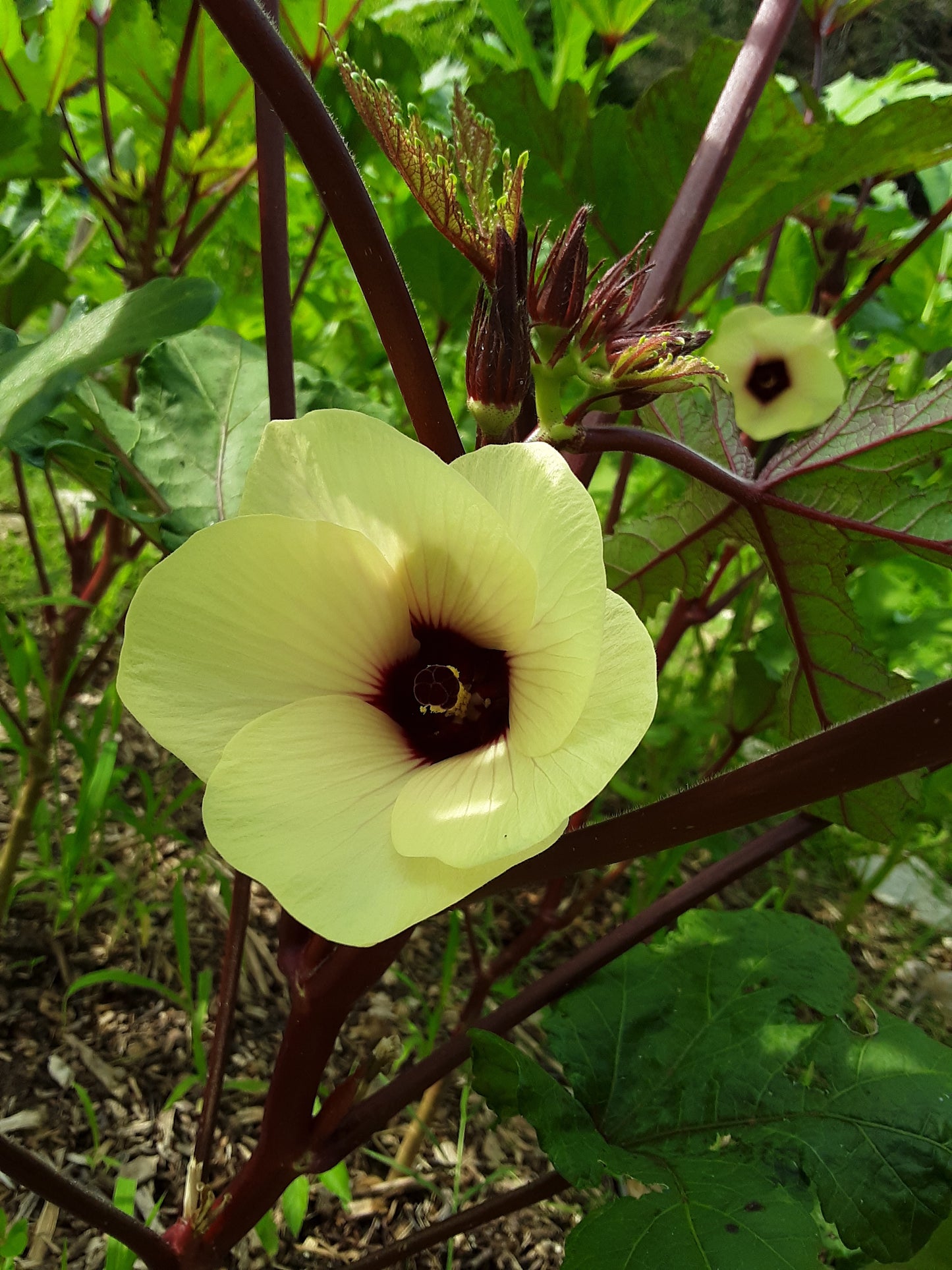 Okra Seeds, Bowling Red Okra