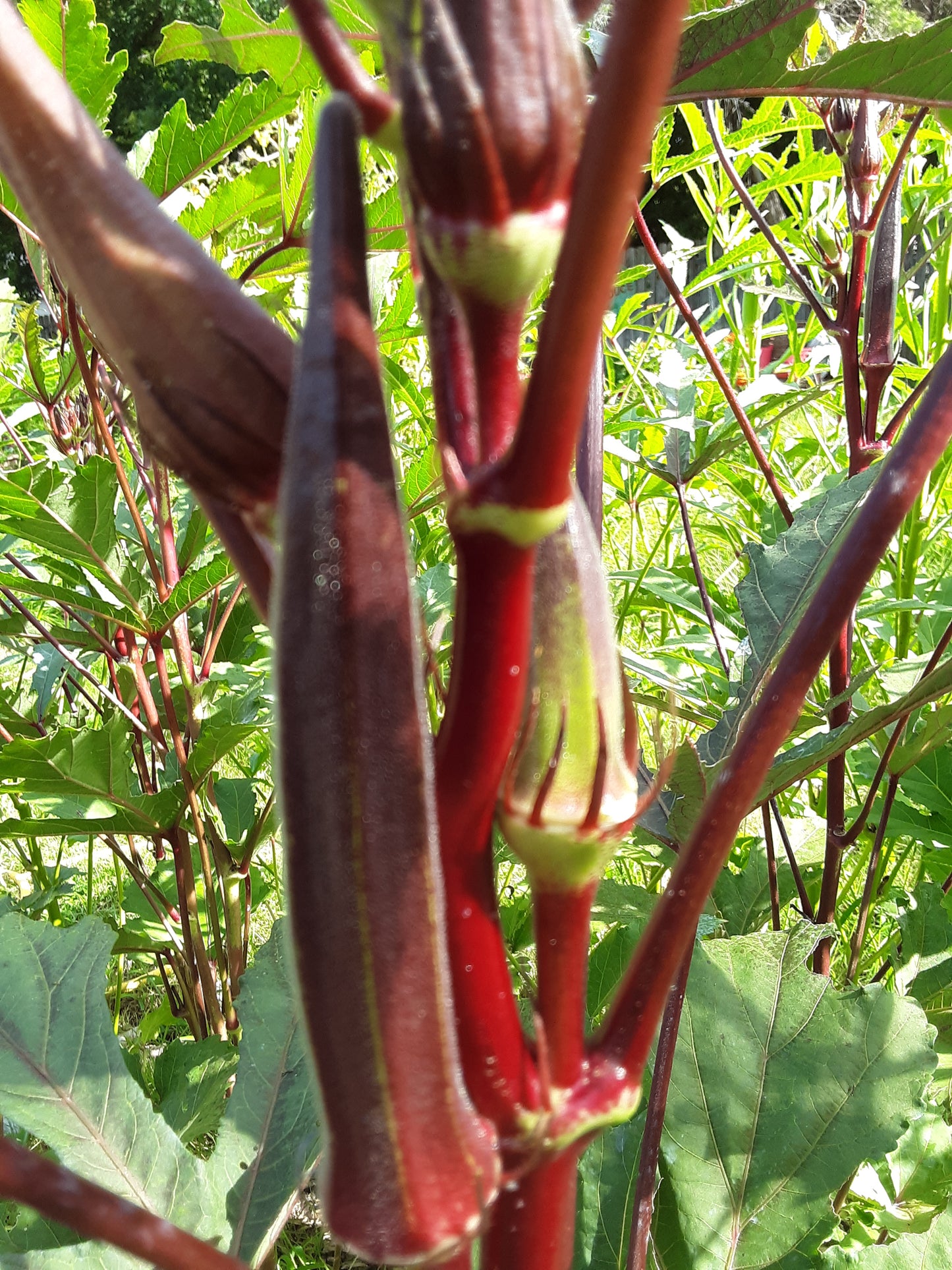 Okra Seeds, Bowling Red Okra