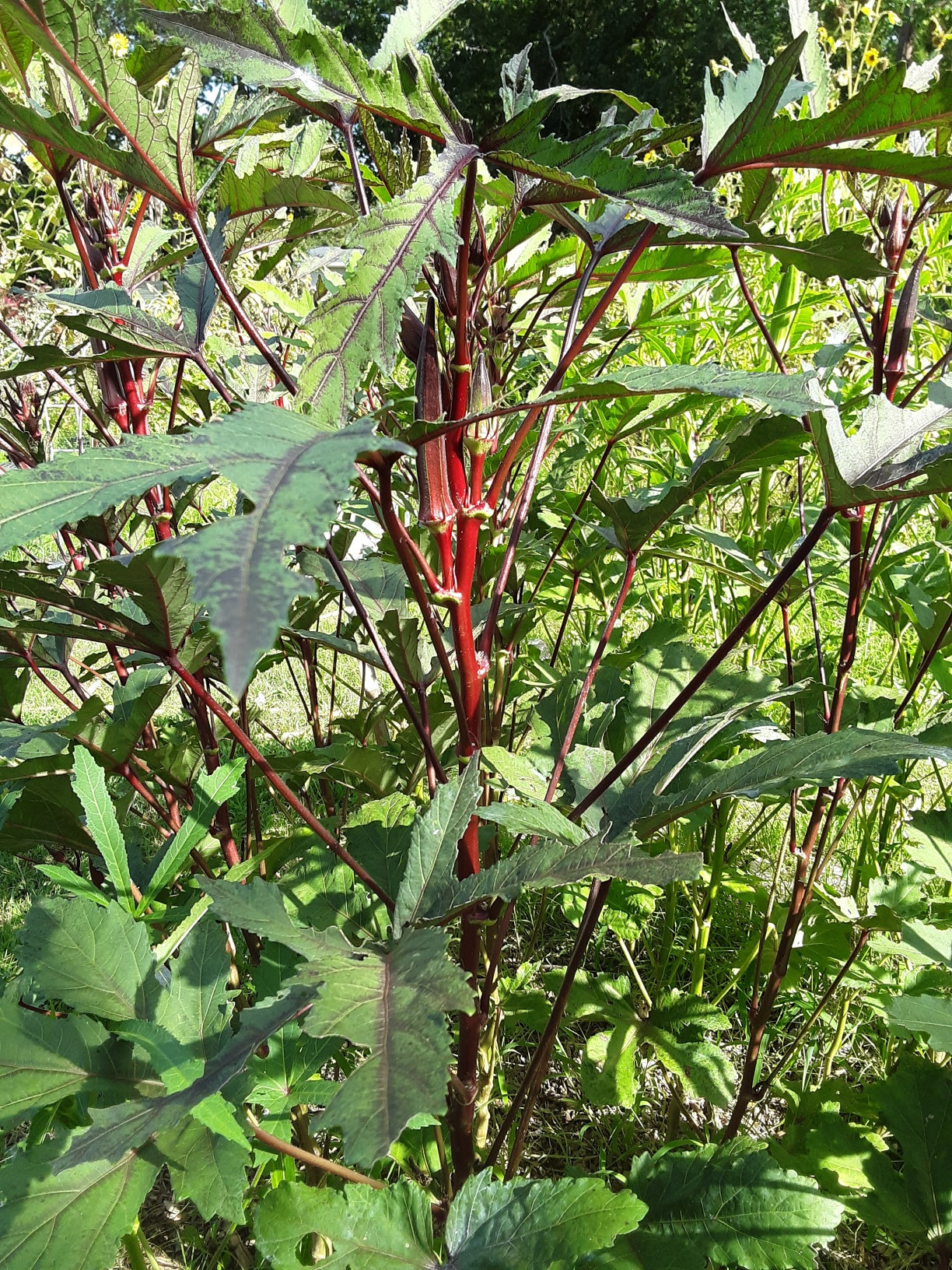 Okra Seeds, Bowling Red Okra