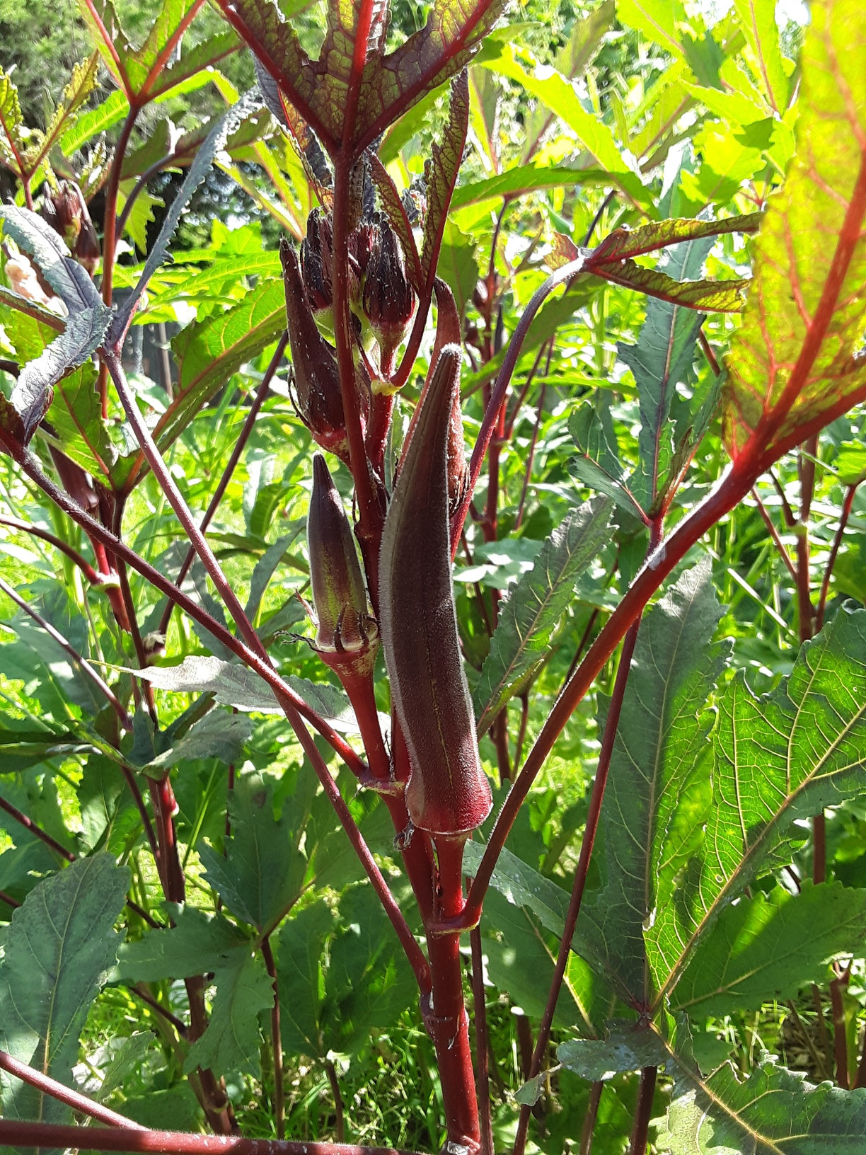 Okra Seeds, Bowling Red Okra