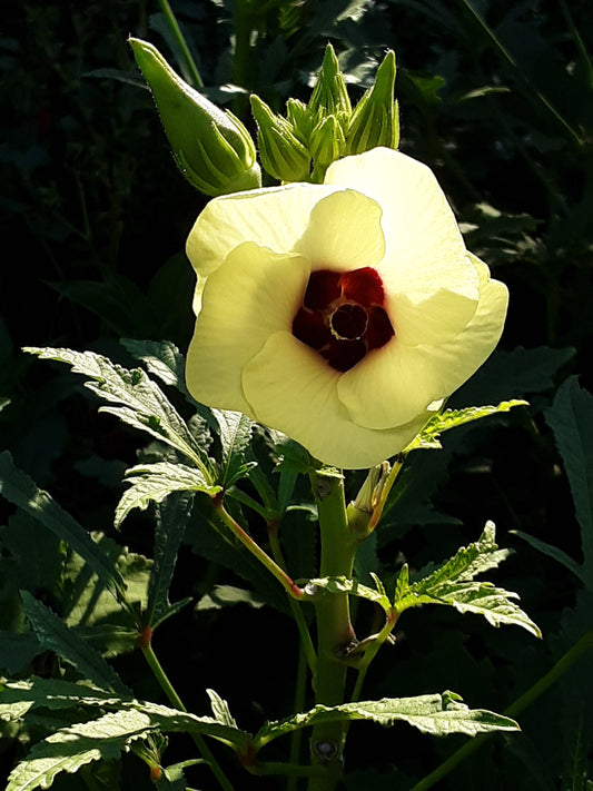 Okra Seeds, Clemson Heirloom