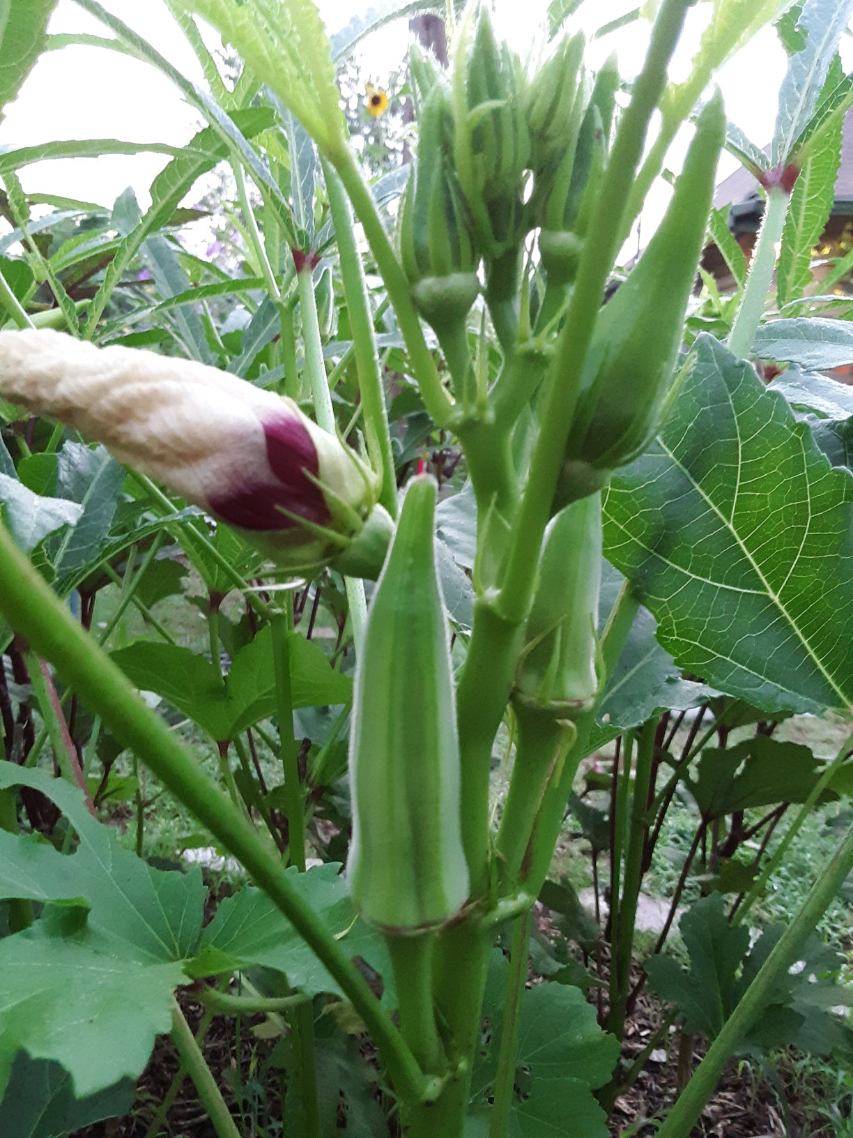 Okra Seeds, Clemson Heirloom