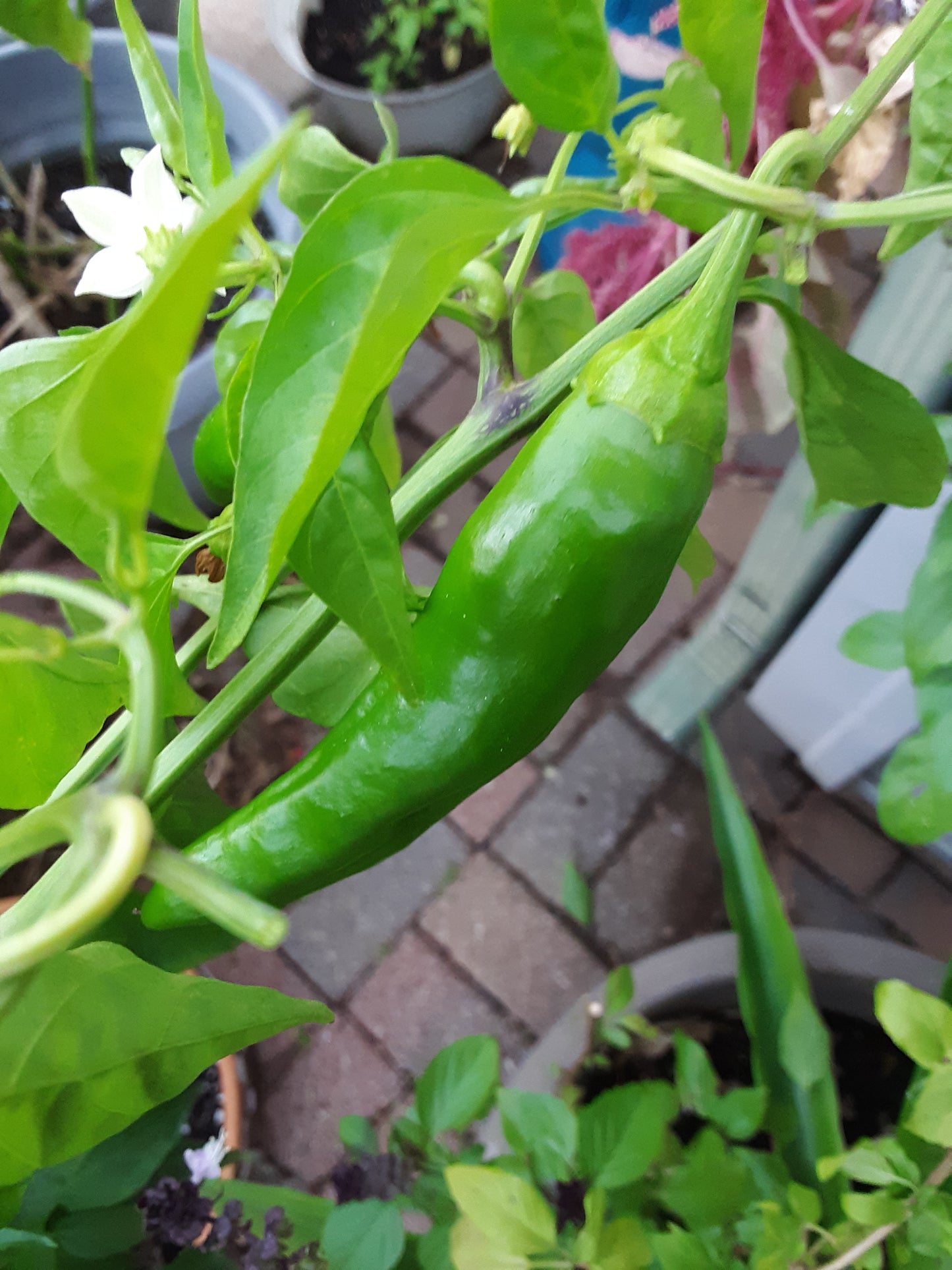 Pepper, Anaheim