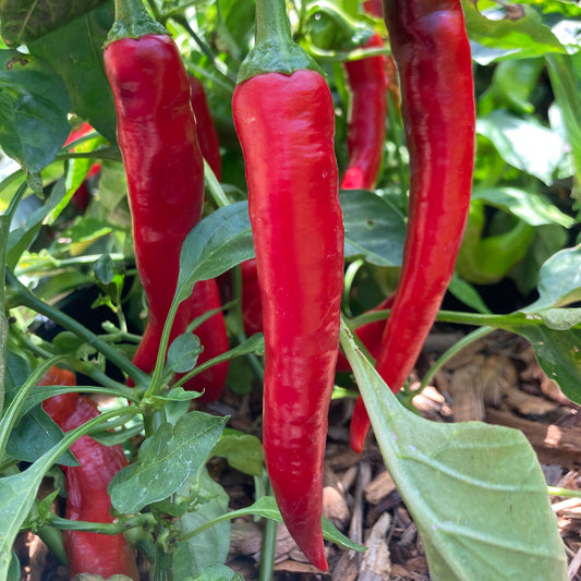 Pepper, Cayenne Sweet Hot Pepper