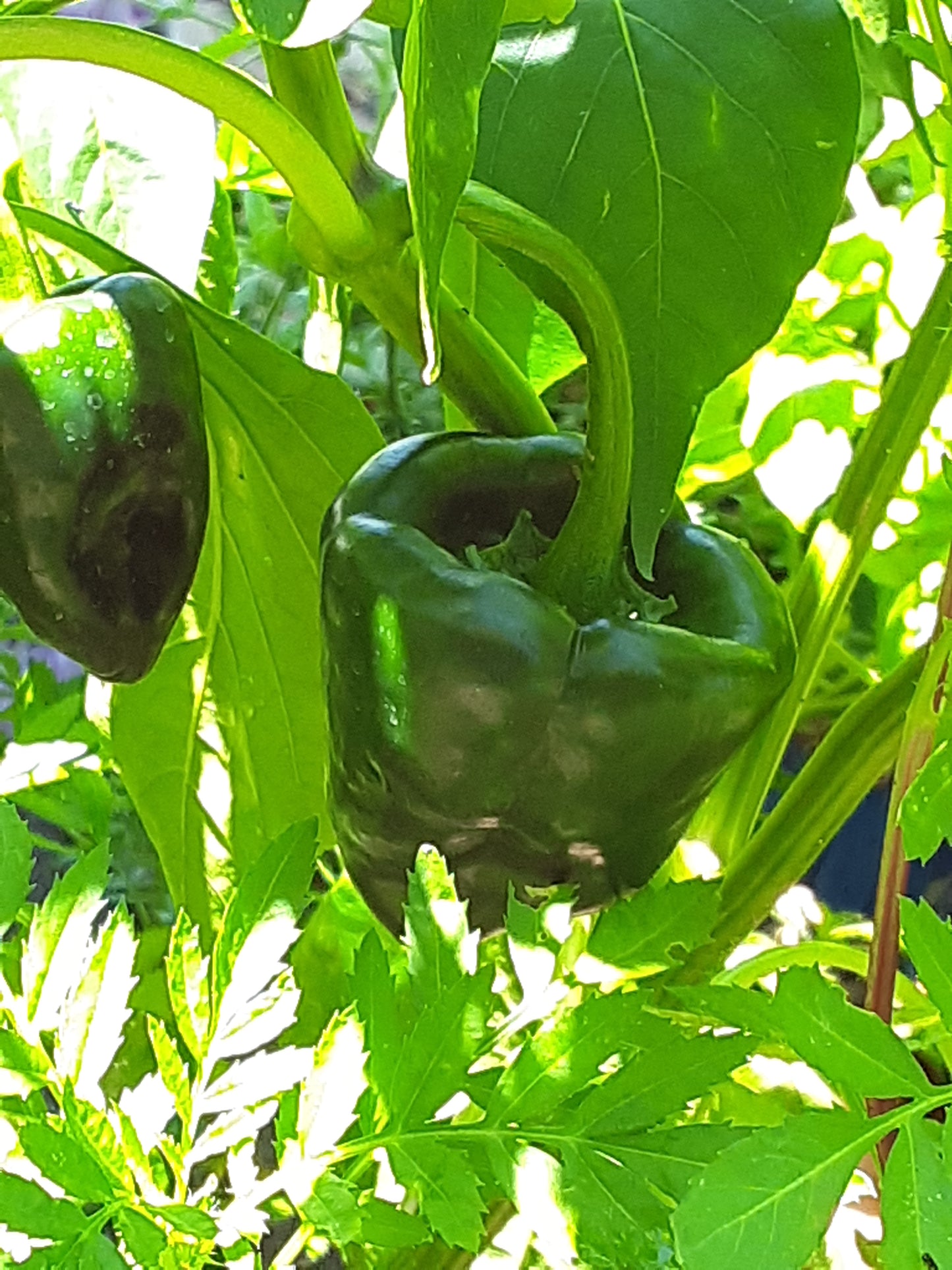 Pepper, Poblano