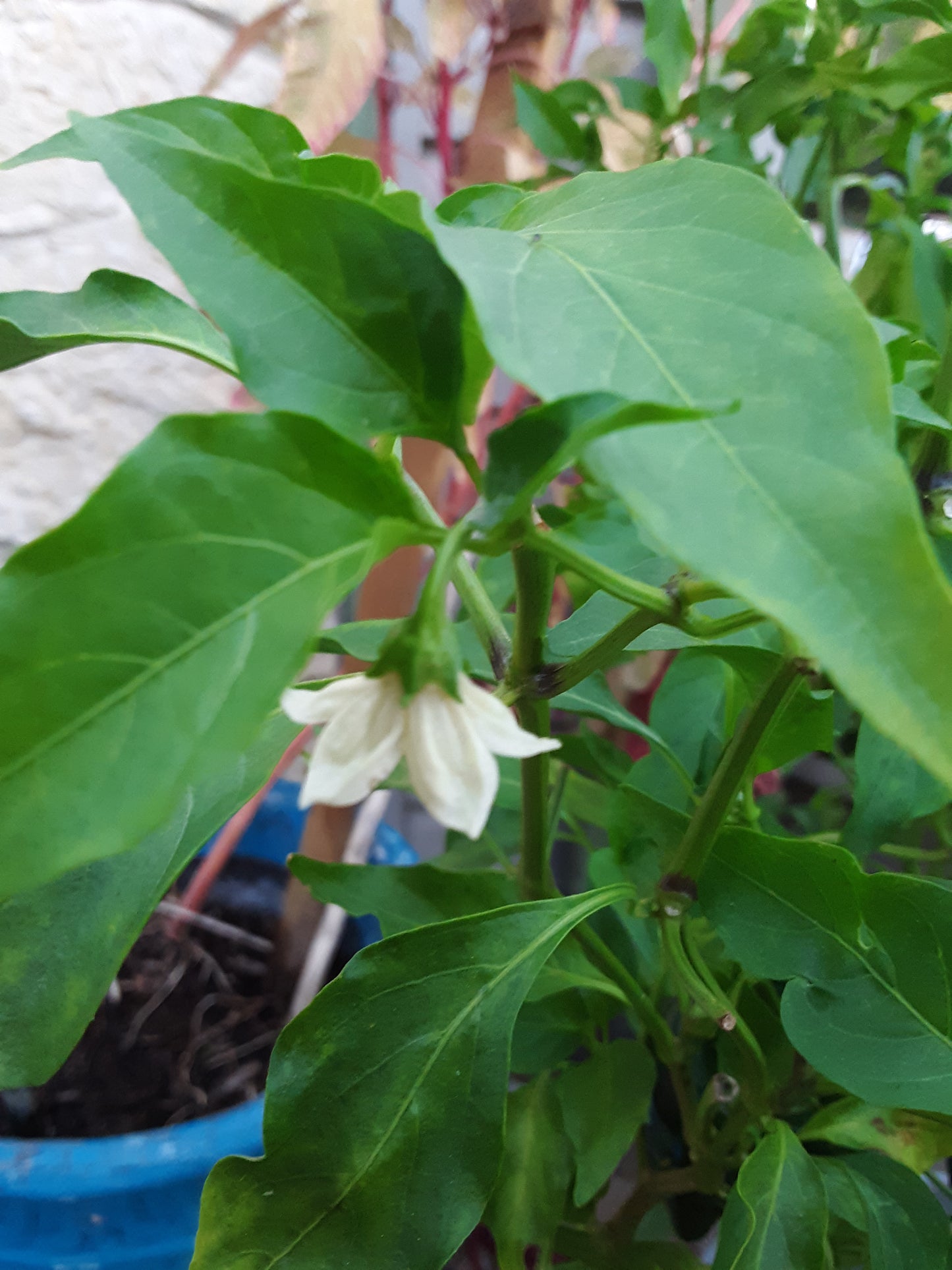 Pepper, Poblano
