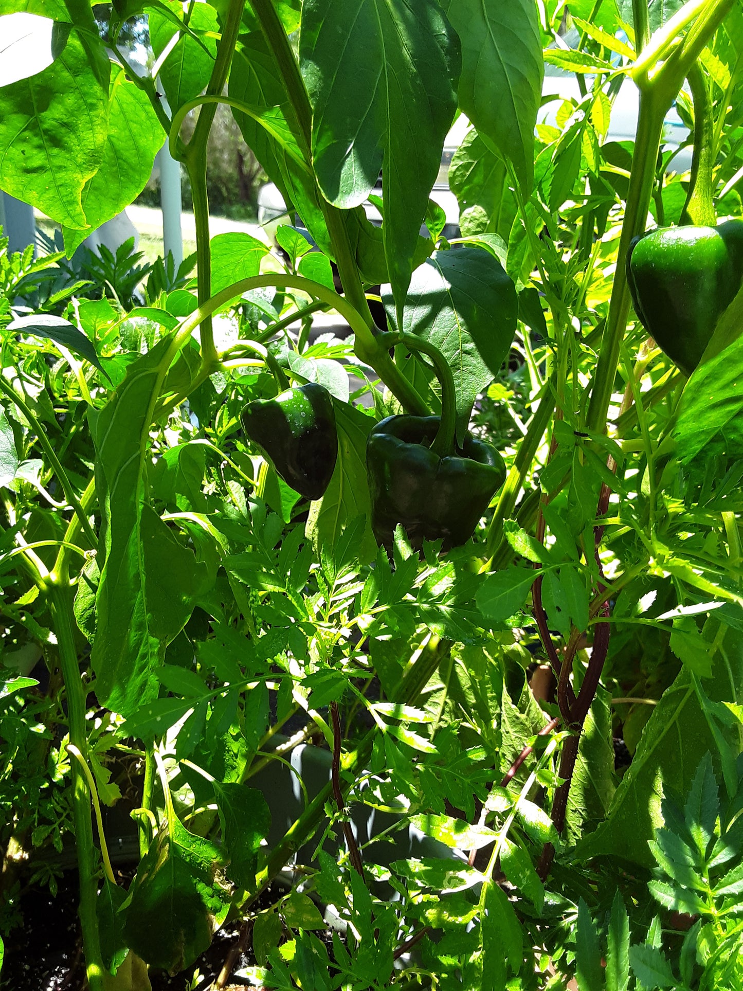 Pepper, Poblano
