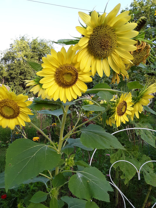 Sunflower, Chiffon Yellow
