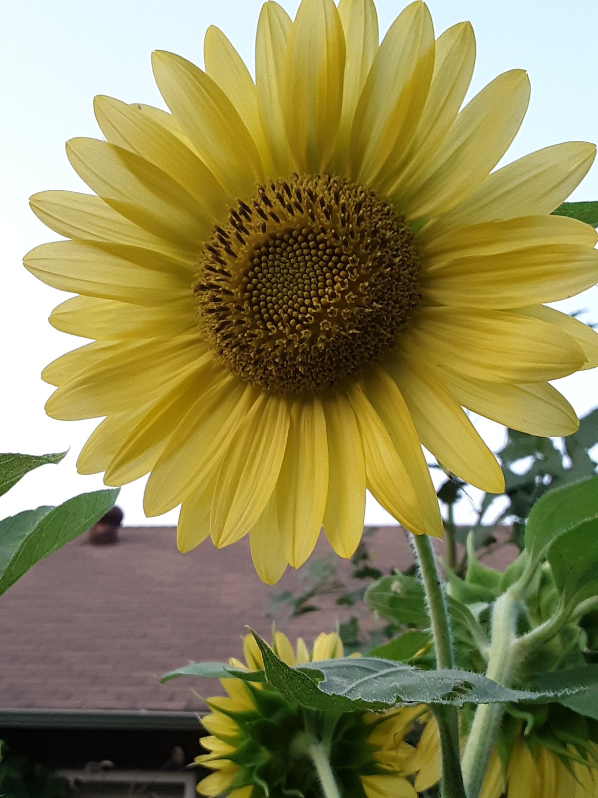 Sunflower, Chiffon Yellow