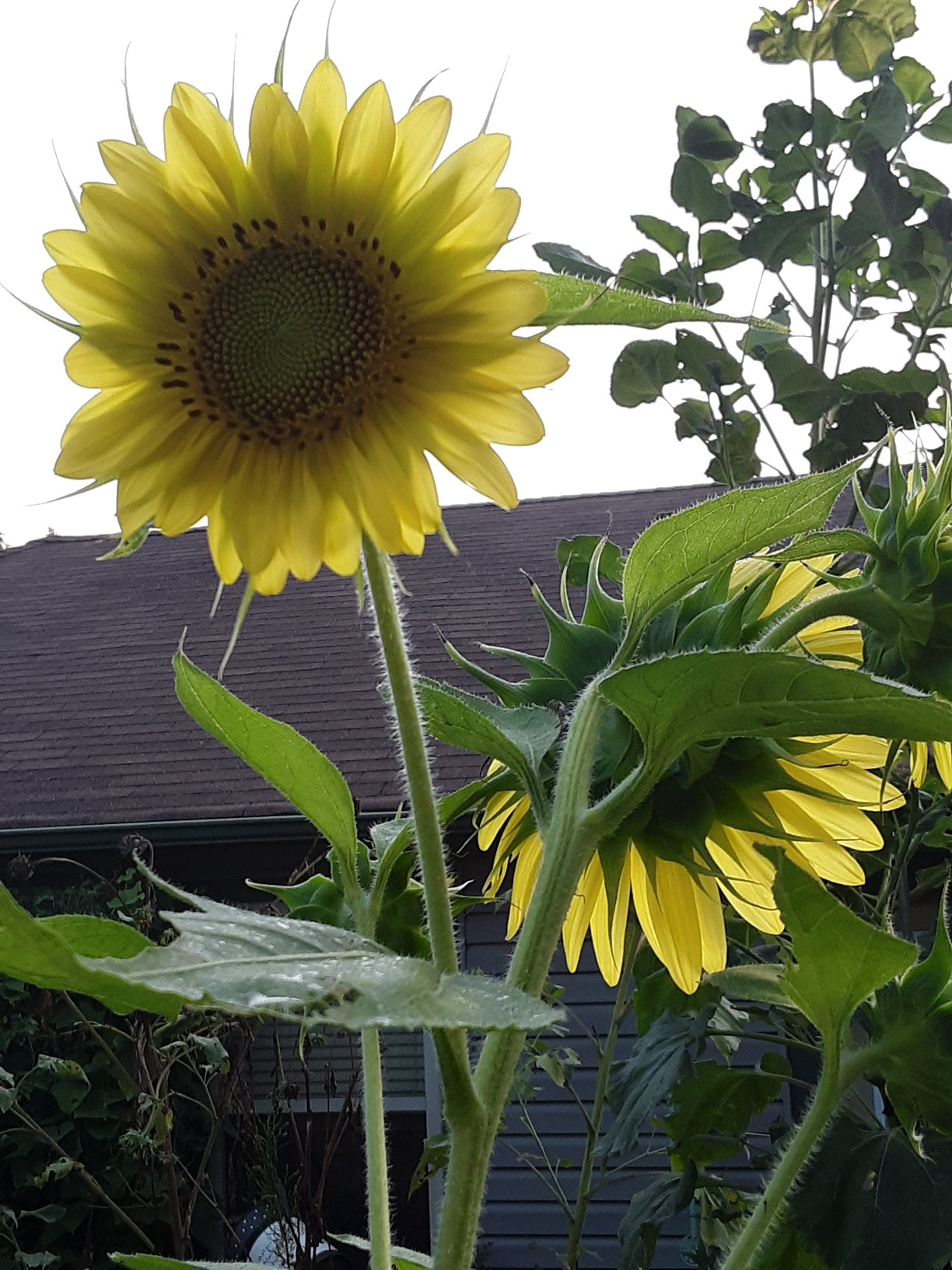 Sunflower, Chiffon Yellow