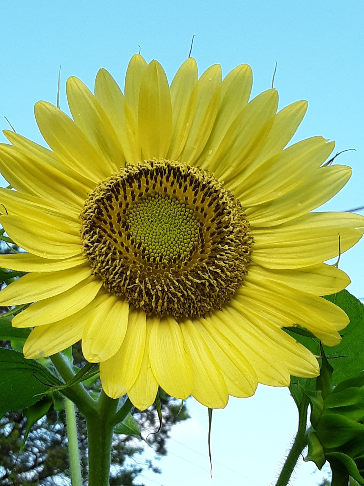 Sunflower, Chiffon Yellow